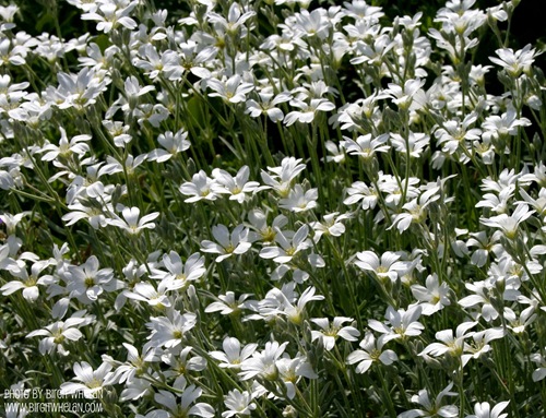 White Daisies I